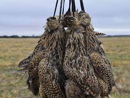 9:58 crestonada 49 683 просмотра. Argentine Le Royaume Des Gibiers D Eau Gp Voyages