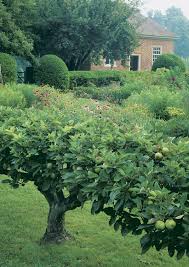 Apple tree illustrations & vectors. How To Grow Espalier Apple Trees Finegardening