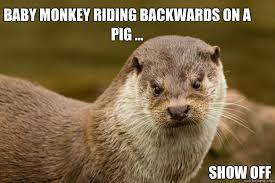 Baby Monkey Riding Backwards On A Pig Show Off Scowling Otter Quickmeme