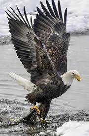 American Eagle Bald Eagle Eagle Pictures Eagle Animals