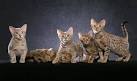 Our Kittens - Ocicat