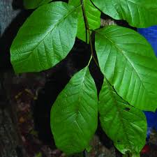 Image result for Massularia acuminata