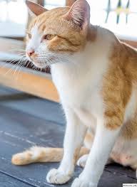 Jika kamu merawat anak kucingmu di luar ruangan, dia tidak akan kekurangan stimulasi. Bagaimana Untuk Merawat Cirit Birit Di Kucing Di Rumah