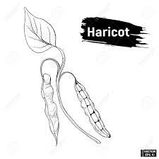 Sketch drawing art for packaging label. Vector Image Sketch Of Beans Drawing Of Haricot Pod Imitation Of Ink Royalty Free Cliparts Vectors And Stock Illustration Image 86227201