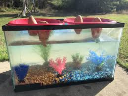 Just Set Up Some Sweet Potatoes To Grow Hydroponic Style In An Old Fish Tank Any Tips Gardening Garden Diy Ho Hydroponics Fish Tank Growing Sweet Potatoes