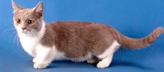 The munchkin is a relatively new breed created by a mutation that causes achondroplasia, or more likely hypochondroplasia as the skull size is unaffected, resulting in cats with abnormally short legs. Gatto Munchkin Carattere E Caratteristiche Del Gatto Bassotto