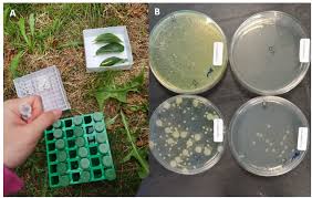 Image result for Pseudomonas syringae
