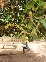 Image result for Blighia