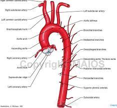 16.03.2021 · human body diagrams this diagrams shows the major arteries in the human body diagram. Print Anatomy Of The Arteries Of The Trunk Lecture 5 Flashcards Easy Notecards Aortic Dissection Medical Anatomy Abdominal Aorta