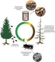 How does the disease begin in a typical case? Frontiers Pathogens The Hidden Face Of Forest Invasions By Wood Boring Insect Pests Plant Science