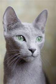 russian blue i want one since i m russian and all and love cats gatinhos fofos gatos bonitos azul russo
