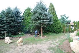 We did not find results for: Limbing Up Pine Trees Costs Diy Option Hire Cheap New Guide 2021