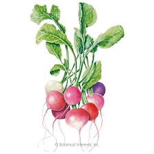 Even if a radish has been left in the ground past its maturity, however, you can still harvest its seeds a little later on. Easter Egg Blend Radish Seeds Vegetables Botanical Interests