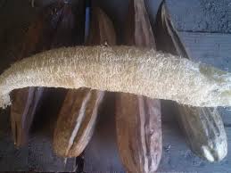 Image result for Luffa