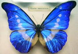The color blue in the butterfly symbolizes change, the passing of time, and meaningful purpose in life. The Symbolic Nature Of Butterfly Dreams Butterfly Omen