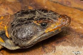 Image result for Cryptolepis hypoglauca