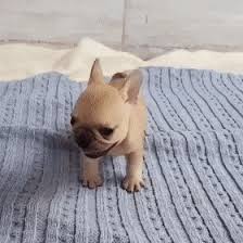 I'm glad you all can't see this shit. Goofy Gifs To Make You Grin Cutesypooh Silly Animals Kittens And Puppies Cute Funny Animals