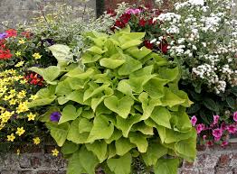 Maybe you would like to learn more about one of these? Patate Douce Planter Et Cultiver Ooreka