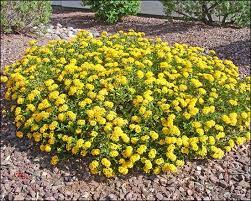 Lantana For Sale Arizona S Best Shrubs Lantana Garden Mulch Shrubs