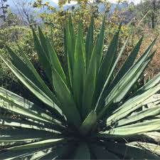 Image result for Agave sisalana