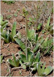 Image result for Pyrenacantha kirkii