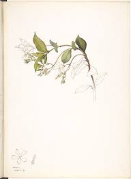 Margaret Neilson Armstrong White Jasmine 1911 Botanical Drawings Scientific Illustration Botanical Illustration