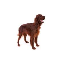 Litter born june 10, 2020. Irish Setter Puppies Monroeville Pa Petland Monroeville