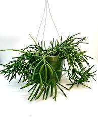 Image result for Rhipsalis baccifera