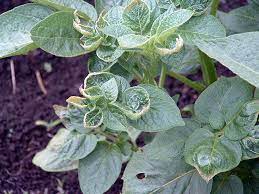 Let's take a look at what different types. Crops Roots Tubers Potato Potato Leaf Curl Png Pestnet