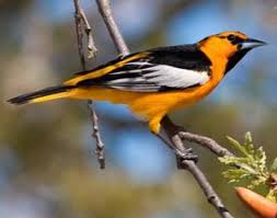 Buy the tune at howboutdemos.bandcamp.com! Orioles Meadowlarks West Larkwire
