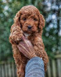 Irishdoodle Rowandoodles Doodlepup Doodlenugget Miniirishdoodle Poodlemix Irishdoodlesofinstagram Mi Irish Doodle Mini Goldendoodle Puppies Doodle Puppy