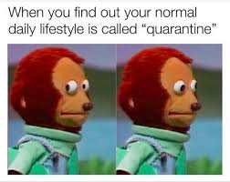 Memes daily, top memes, best memes, reddit memes memes the lockdown made me do twitter. The Quarantine Memes We All Need Bright