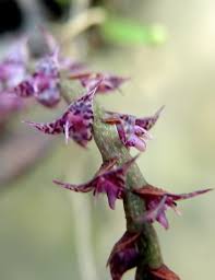 Image result for Bulbophyllum intertextum