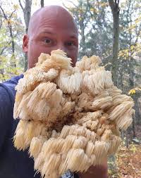 Image result for Barleria mackenii