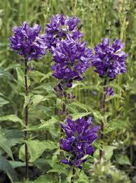 Image result for Floscopa glomerata