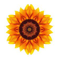 Flower Mandala Photograph Yellow And Orange Sunflower Vi Flower Mandala White By David J Bookbinder Flower Mandala Sunflower Mandala Tattoo Sunflower Mandala