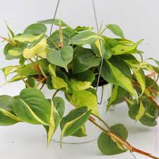 Heart Leaf Philodendron 'hederaceum' – Paraíso Plant Studio