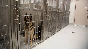 Maybe you would like to learn more about one of these? Pet Boarding Near Me 77384 Forest Crossing Animal Hospital