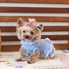 for cute yorkies handmade knitted dresses clothes knit shopping dogs dogdresses cute cutedog yo puppy dress yorkshire terrier clothes handmade knitting