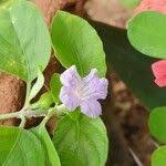 Image result for Ruellia patula