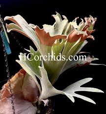 Image result for Exochaenium platypterum