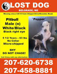 Lost Dogs 2015 Maine Lost Dog Recovery Losing A Dog Dogs Pitbulls