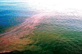 Brevis, was detected in 63 samples, as of june 18, 2021. The 2021 Red Tide Report Boatus