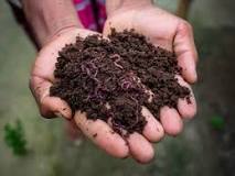Image result for when worms die, what is their last act of treatment for soil? asnwers.com