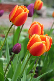 2 photos · curated by ira engelya. Free Photo Orange Flower Bloom Blossom Flower Free Download Jooinn