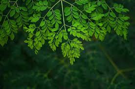 Image result for Moringa oleifera