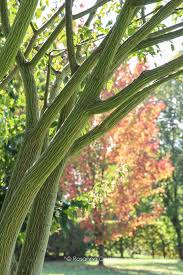 Acer Pectinatum Sirene Le Jardin Du Bois Marquis Vernioz France Was Conceived Thirty Years Ago By The Passion Of Christian Peyron Who St Jardins Arbre