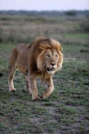 Best lion wallpaper, desktop background for any computer, laptop, tablet and phone. Lion Conservation Strategies And Plans Lions