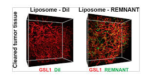 نتیجه جستجوی لغت [cleared] در گوگل