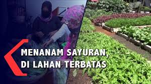 Anda dapat memanfaatkan pekarangan di rumah anda. Menanam Sayuran Di Lahan Terbatas Youtube